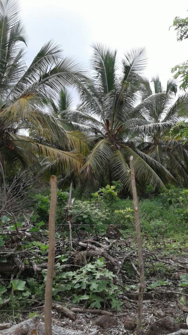 Young Coconut Farm Within â€œCoconut Forest Zoneâ€ Nagua — photo 2