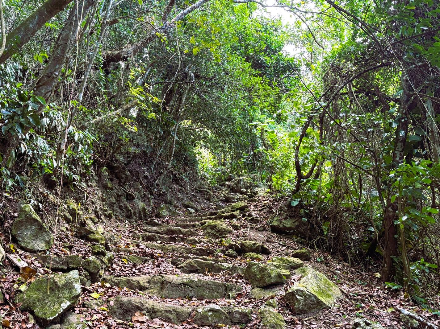 SABA ISLAND Tropical Forest - House on the Path — photo 2