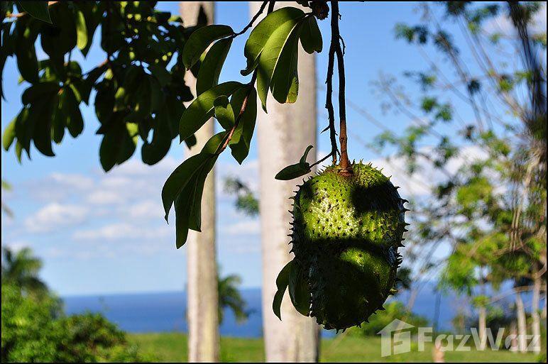 Hillside Land with Sea and National Park View in Trinidad Sanchez — photo 3