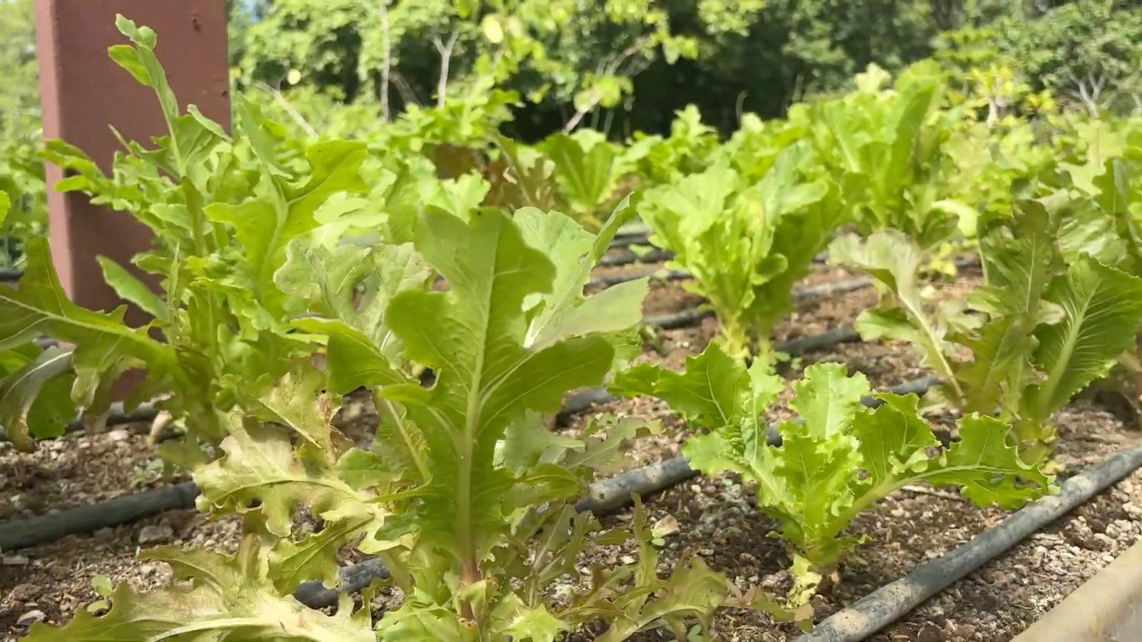 Organic Farm with Five Homes — photo 4