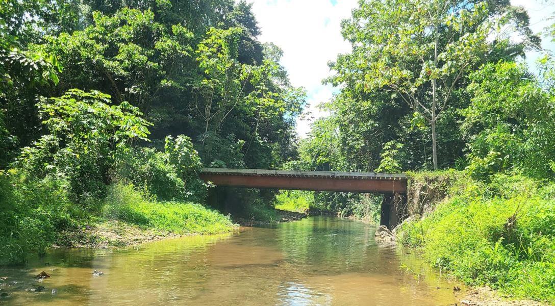 Teak plantation near Bocawina National Park — photo 3