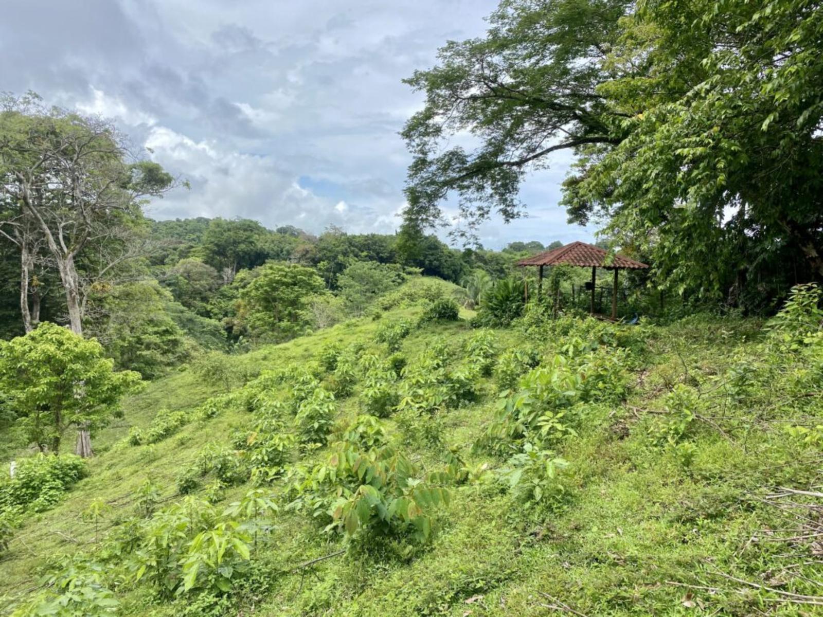 15 Acres of Ocean-View Land for Sale in Manuel Antonio — photo 5