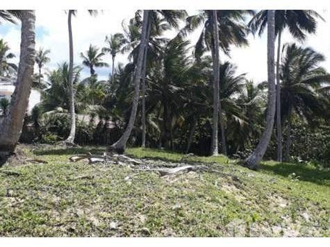 4700.04 SqM Land Plot in Gaspar Hernandez — photo 2