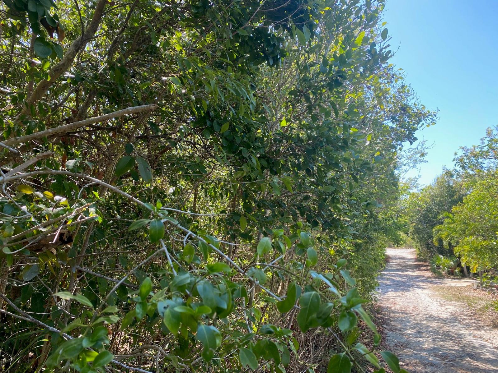 Double Lots, Eleuthera Island Shores — photo 4