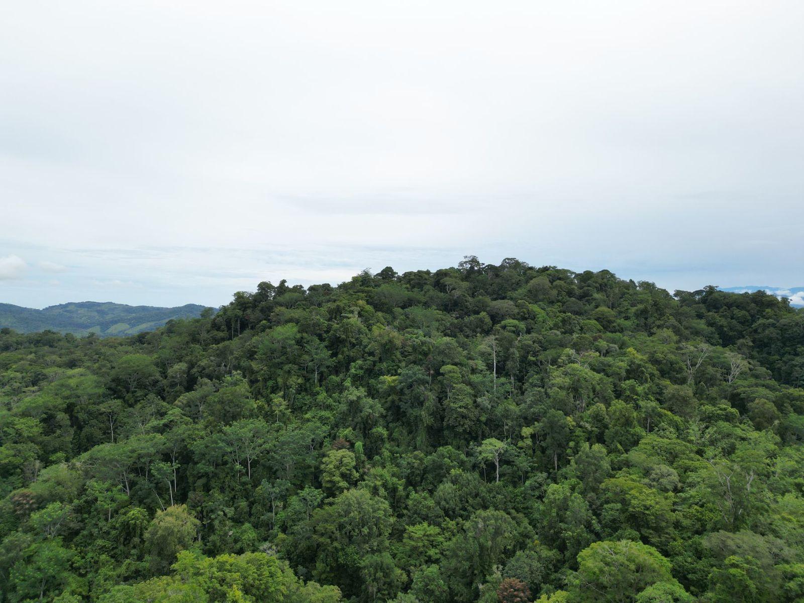 374 Acres of Land for Sale, Osa Peninsula — photo 4