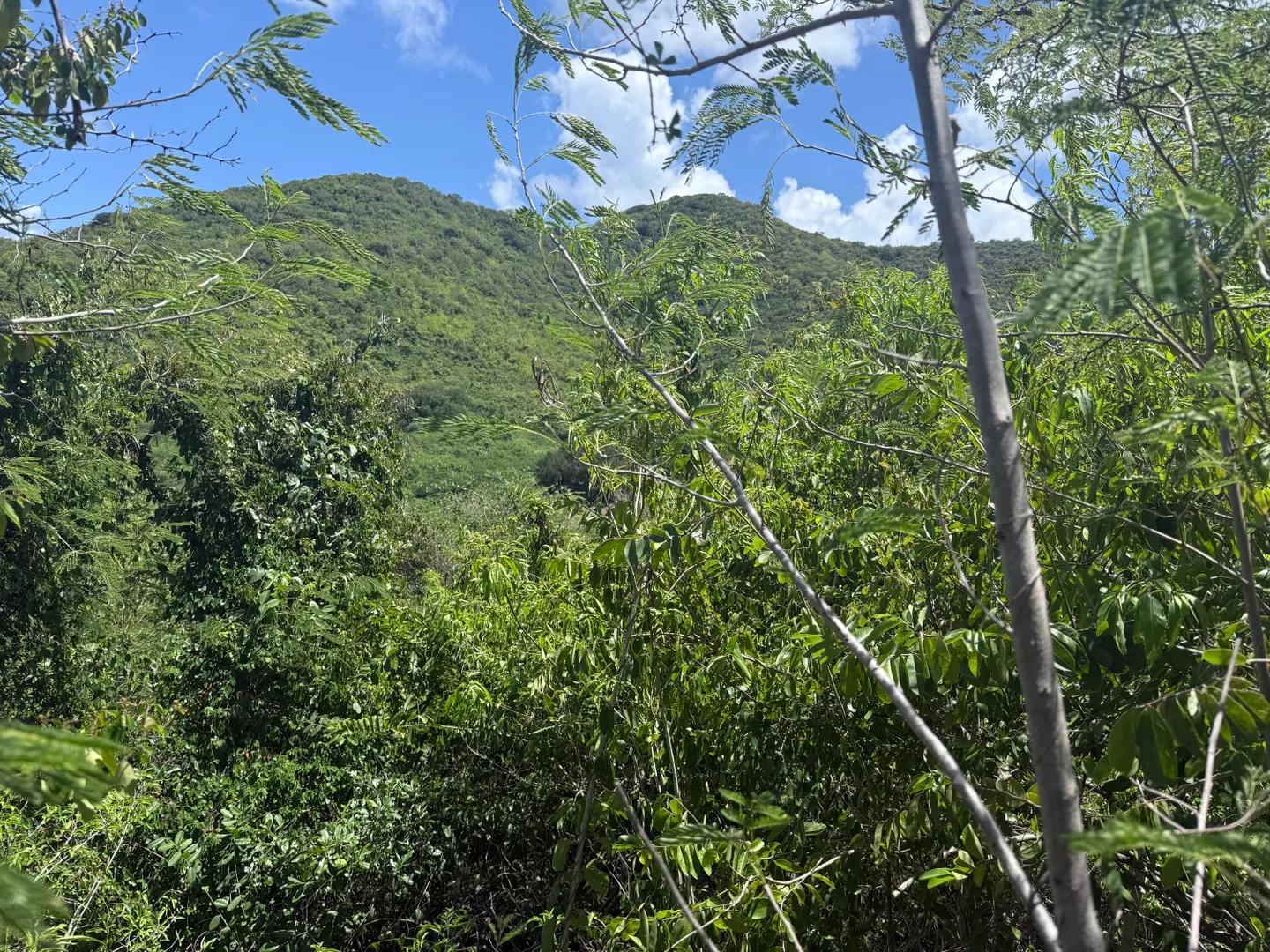 0.79 Acre Homesite in Cotton Valley, St. Croix — photo 2