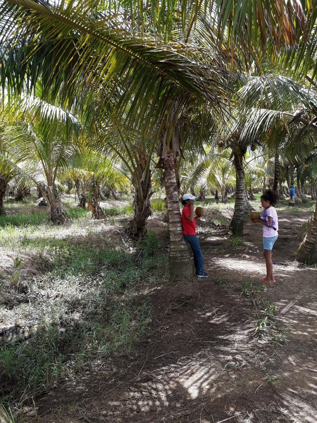 Young Coconut Farm Within â€œCoconut Forest Zoneâ€ Nagua — photo 5