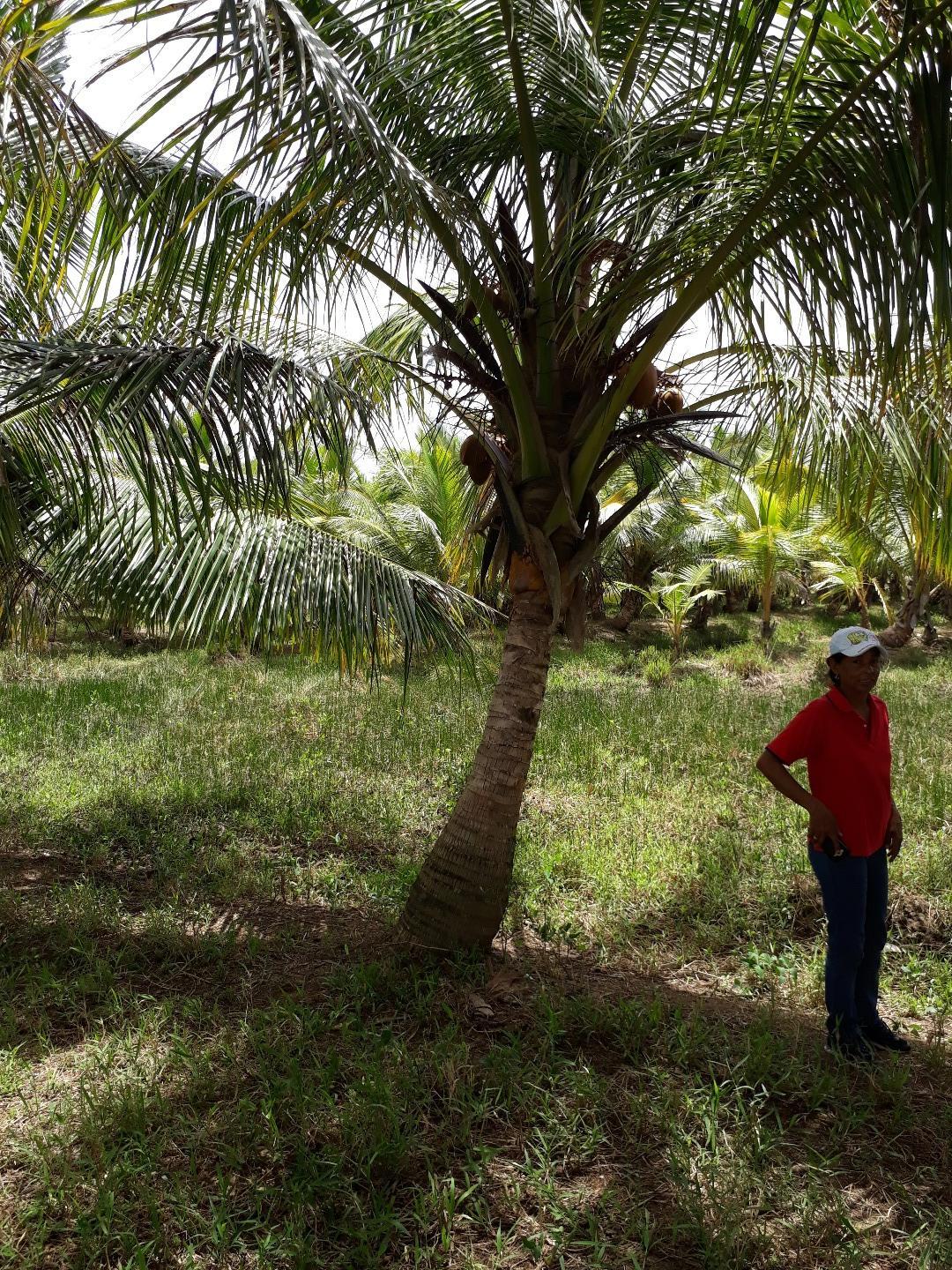Young Coconut Farm Within â€œCoconut Forest Zoneâ€ Nagua — photo 3
