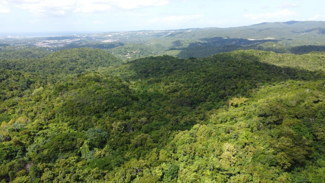 Commercial Land for Sale in Jamaica — photo 4