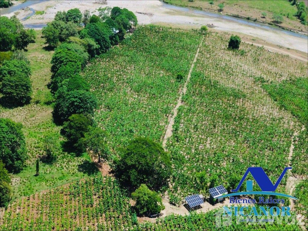 Banana plantation farm for sale in San Felipe De Puerto Plata — photo 2