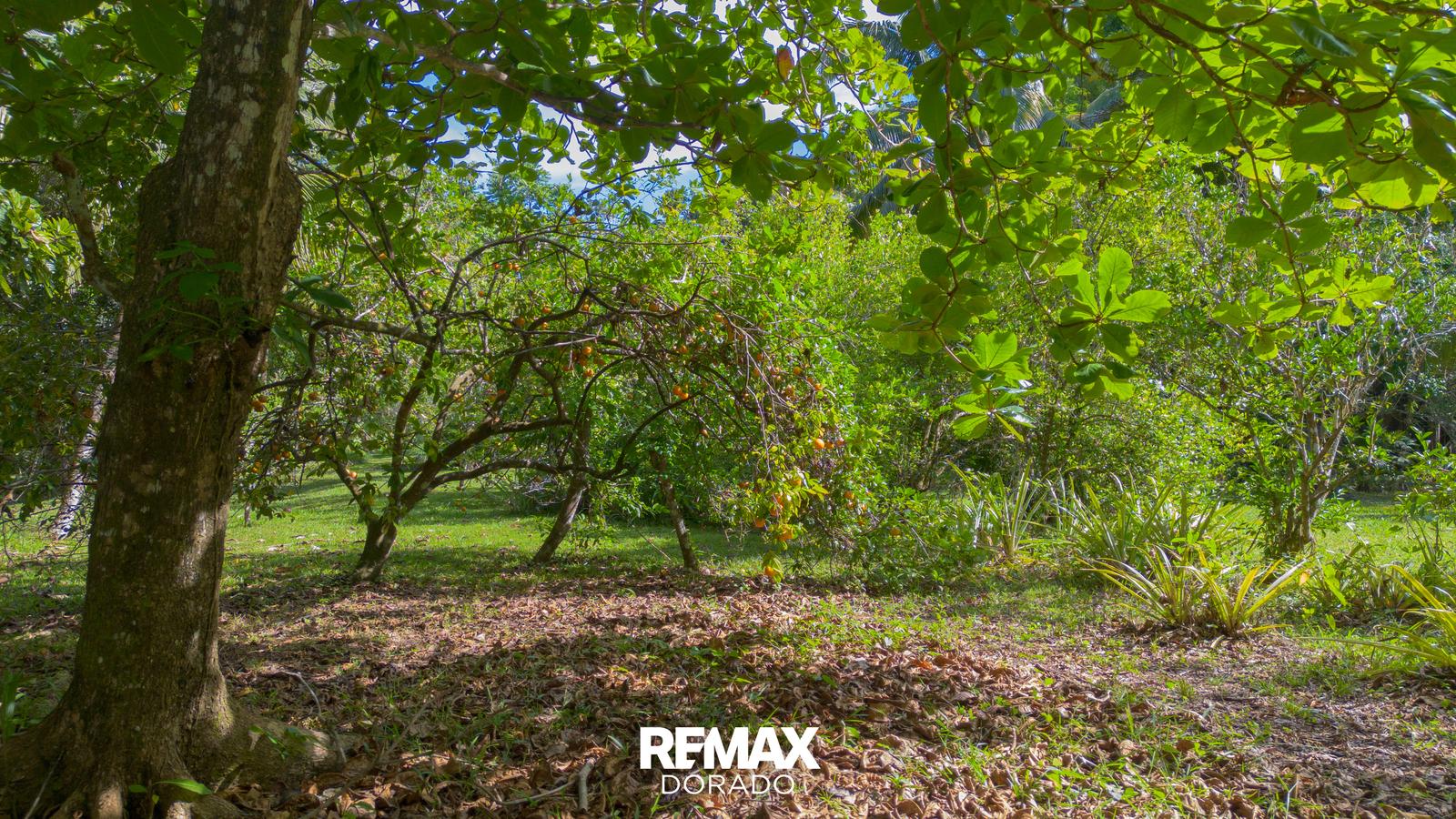 30 Acres of Tropical Farmland – Big Falls Village, Toledo District — photo 5