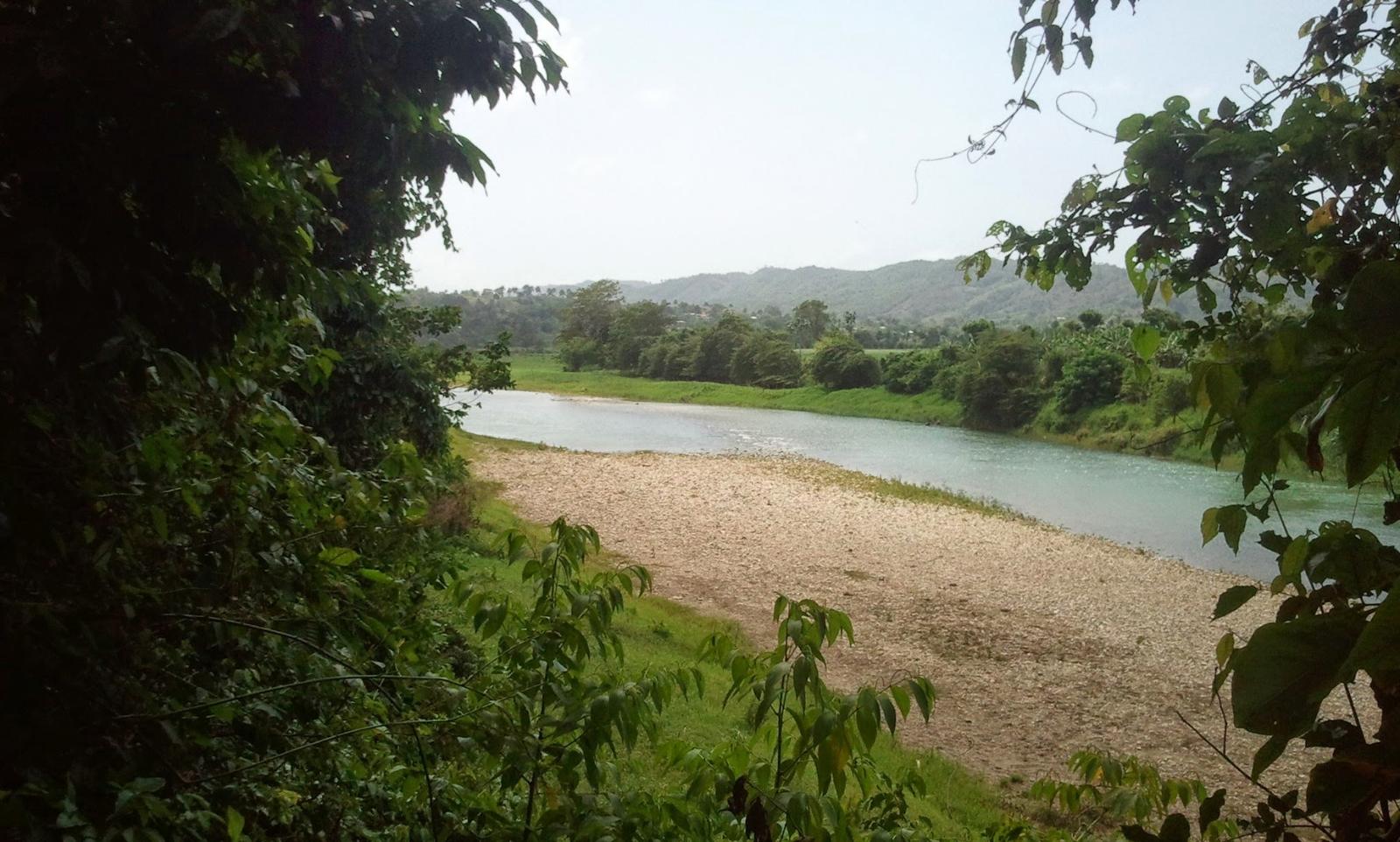 Young Cocoa Plantation With Mahoganny And Oak Trees — photo 3