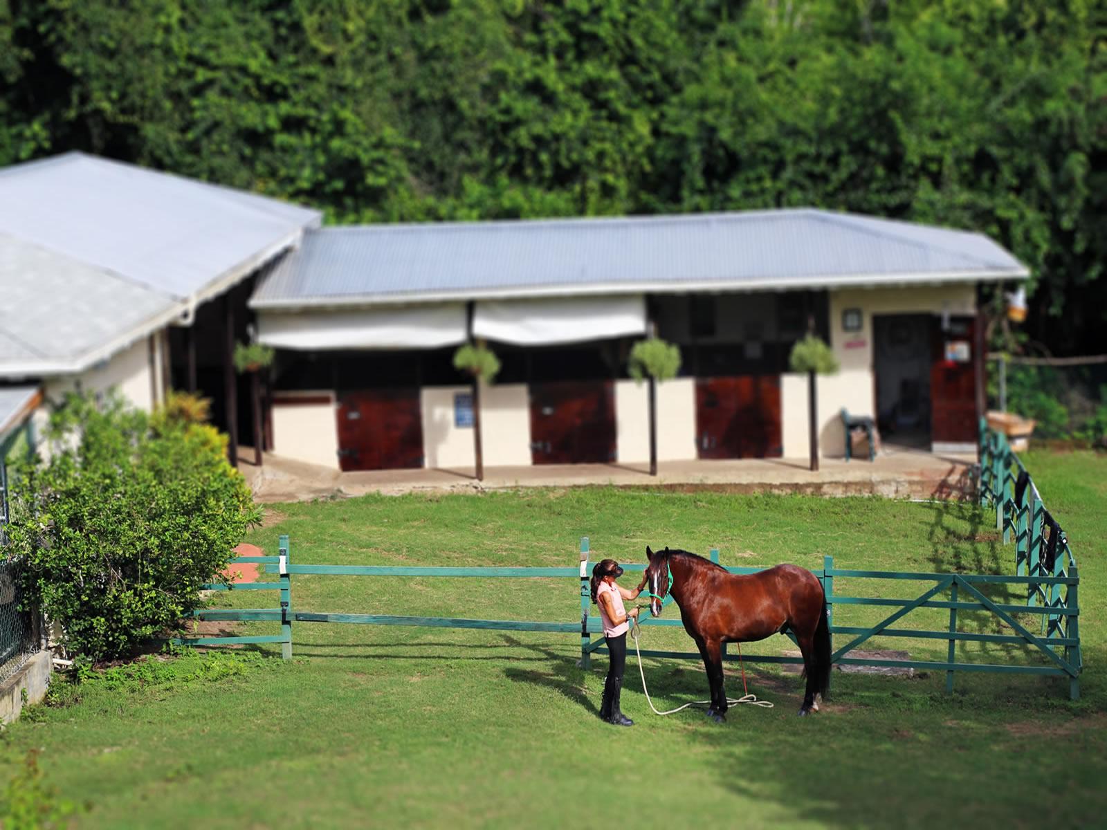 4 Bedroom Property with Guest Cottage and Stables for Sale, Cap Estate, St Lucia — photo 4
