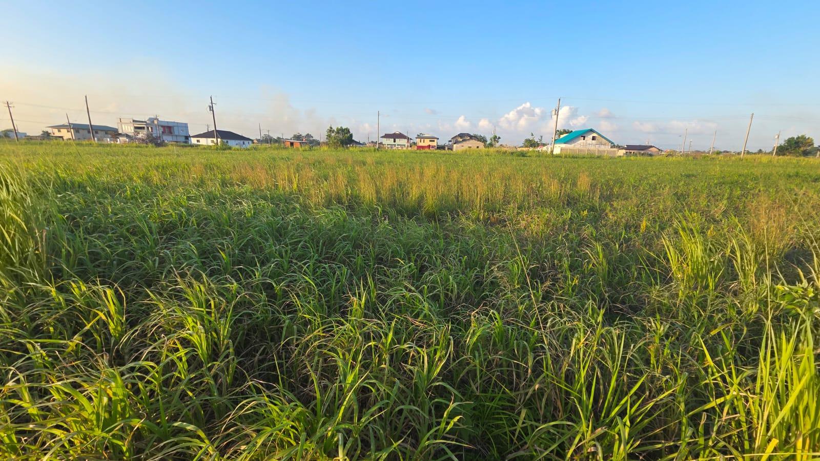 Couva Land For Sale — photo 4