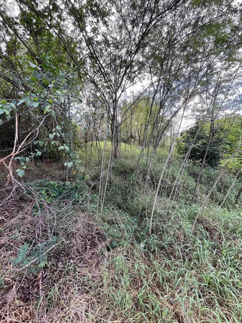 Buildable lot on Orange Grove Co — photo 4