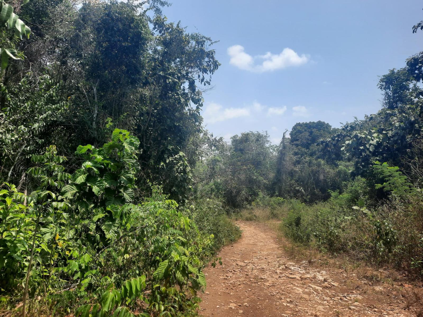 #2529 – 10 Acres of Land Near San Antonio Village, Cayo District — photo 4
