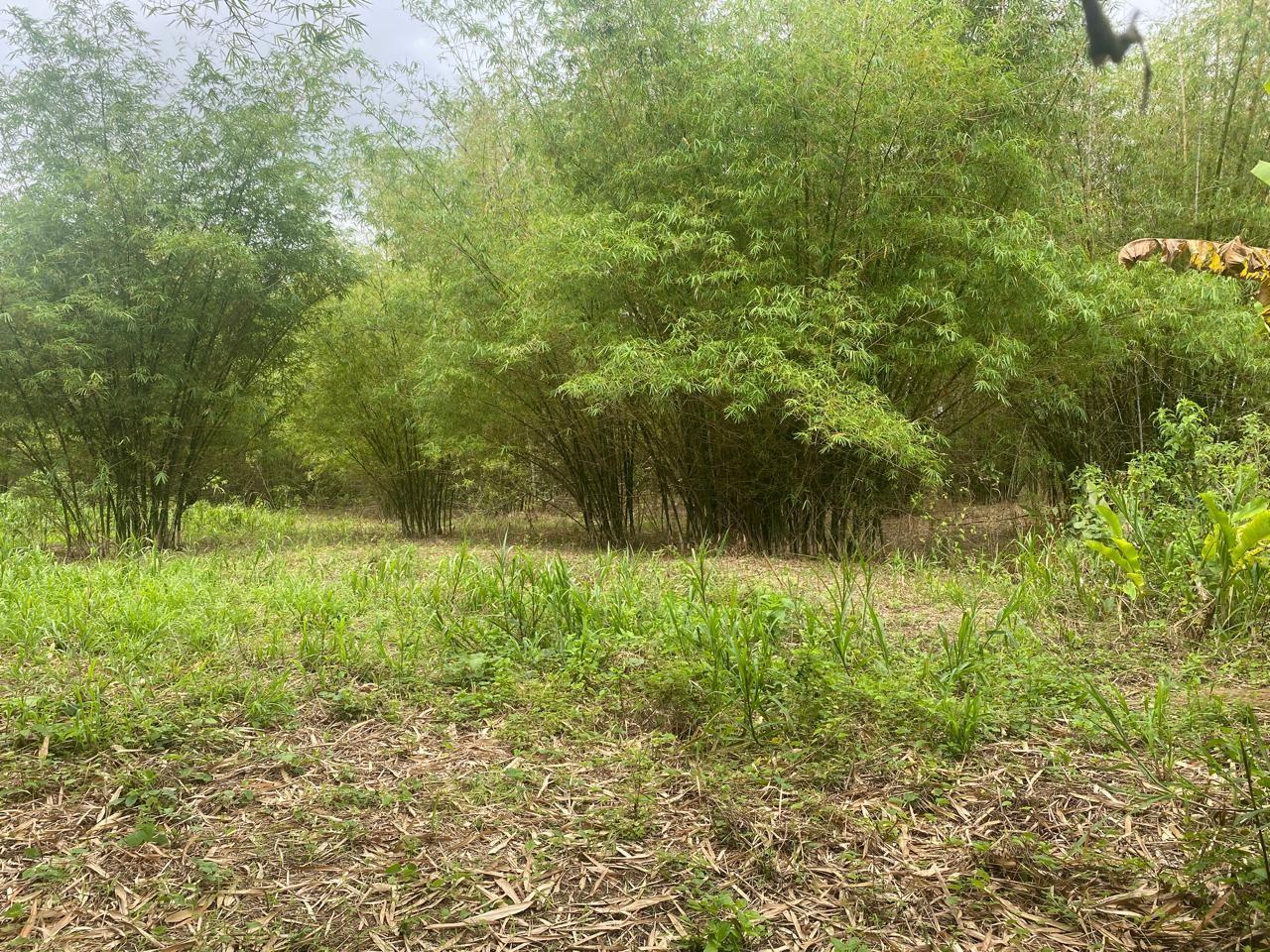 Residential Land in Sangre Grande — photo 2