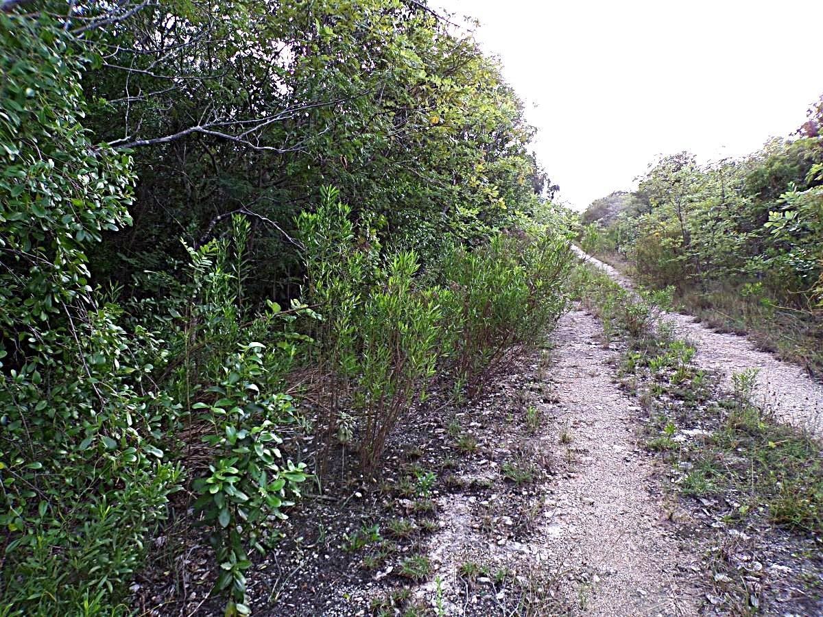 PLOT# 11 O’NEILS — photo 2