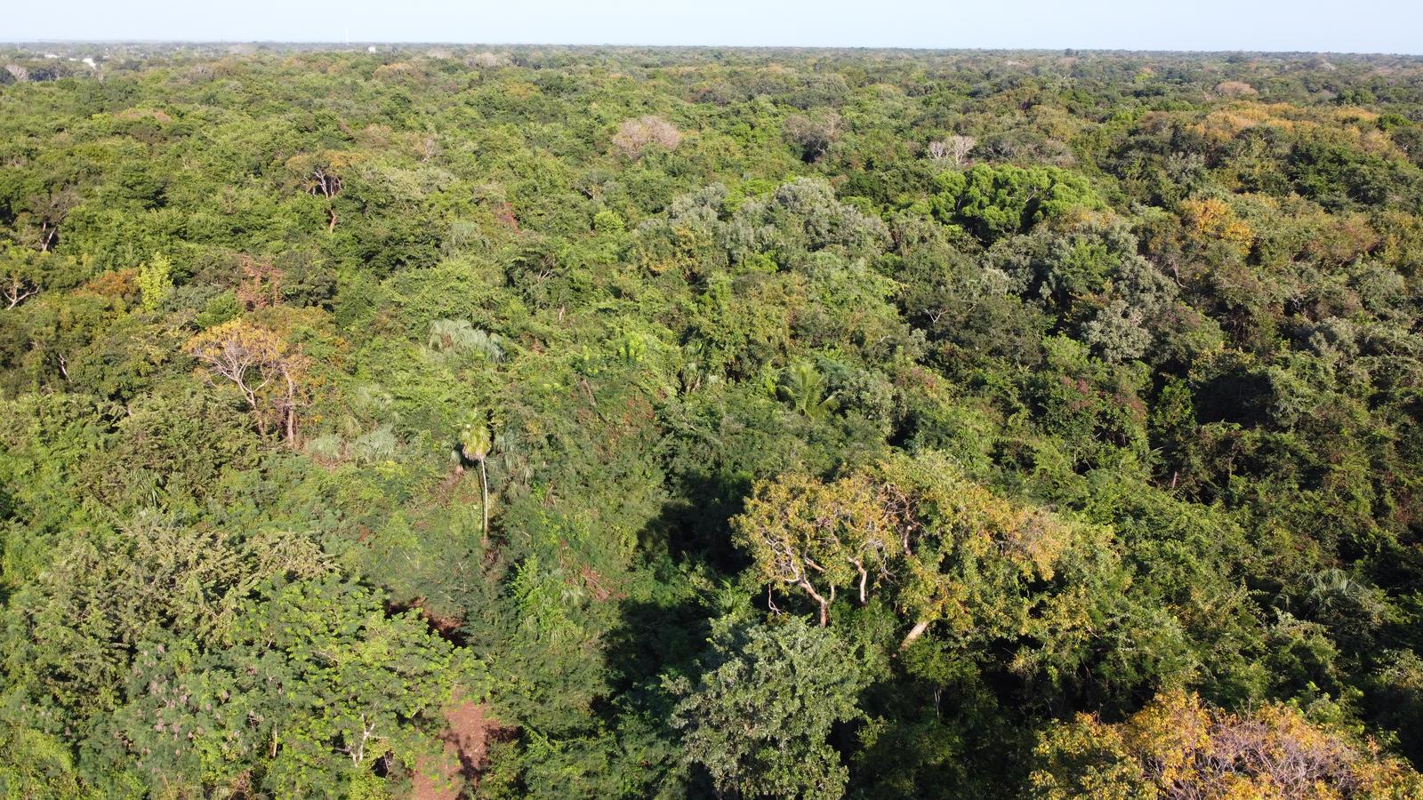 Prime Development Opportunity: 14.92 Acres at the Gateway to Sarteneja — photo 3