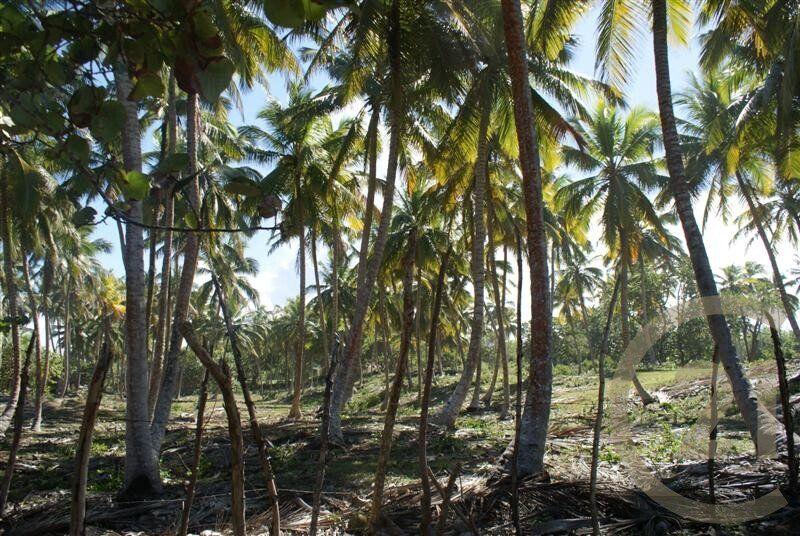 Exclusive Beachfront Lot for sale in La Boca, Sabaneta — photo 3