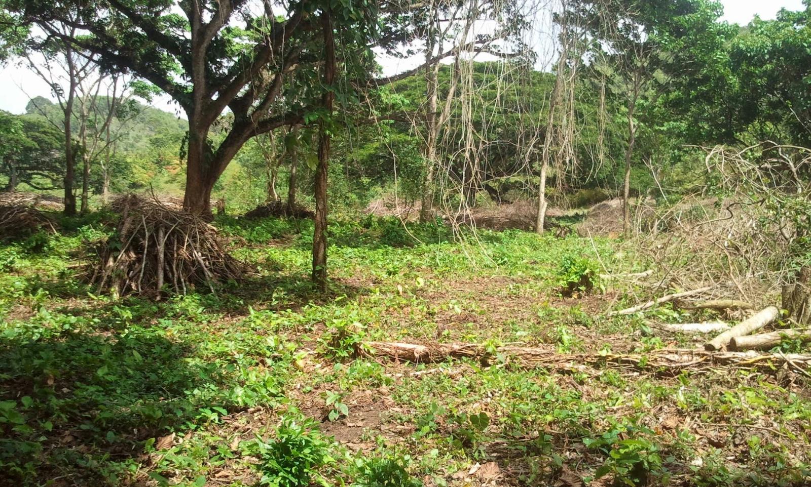 Young Cocoa Plantation With Mahoganny And Oak Trees — photo 2