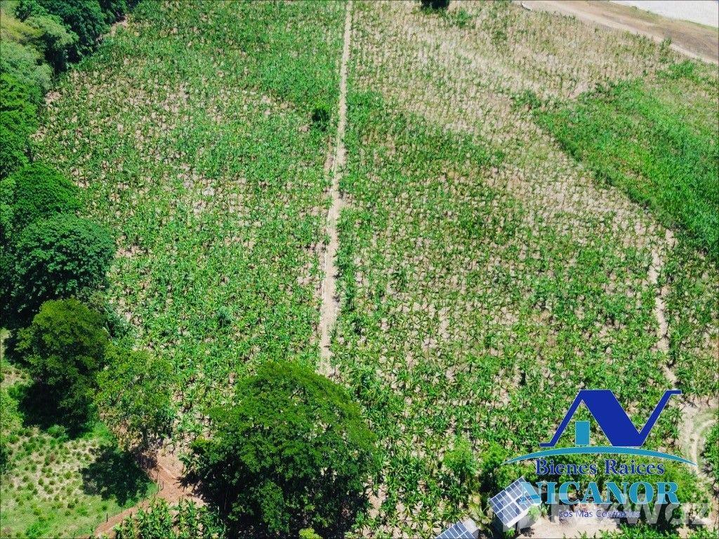 Banana plantation farm for sale in San Felipe De Puerto Plata — photo 3