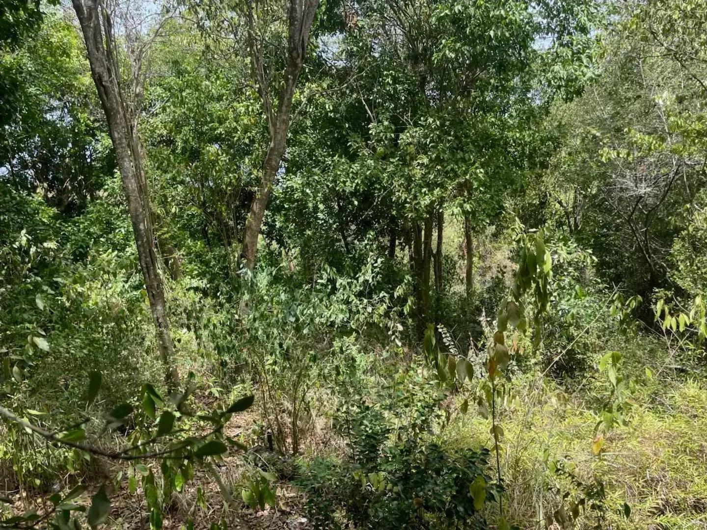 P Rem Gift & Regenback Land for Sale — photo 5