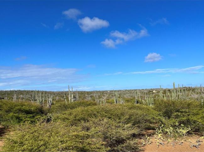 Bonaire Full Ownership Land — photo 5