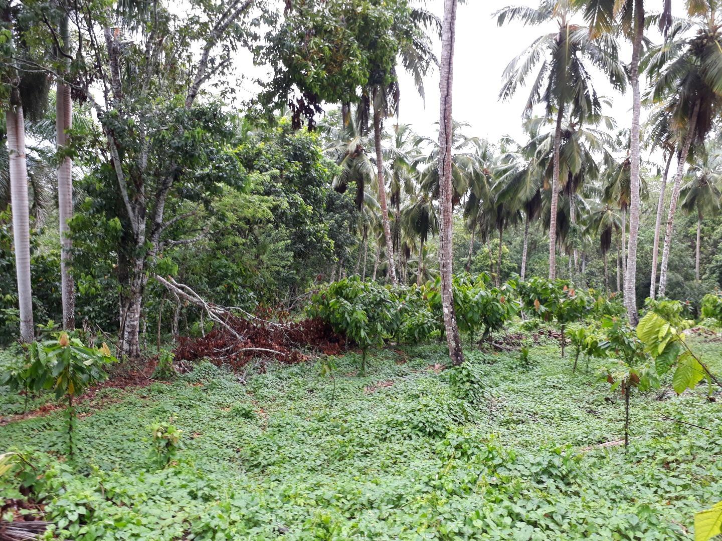 Coconut And Cocoa Farm — photo 1