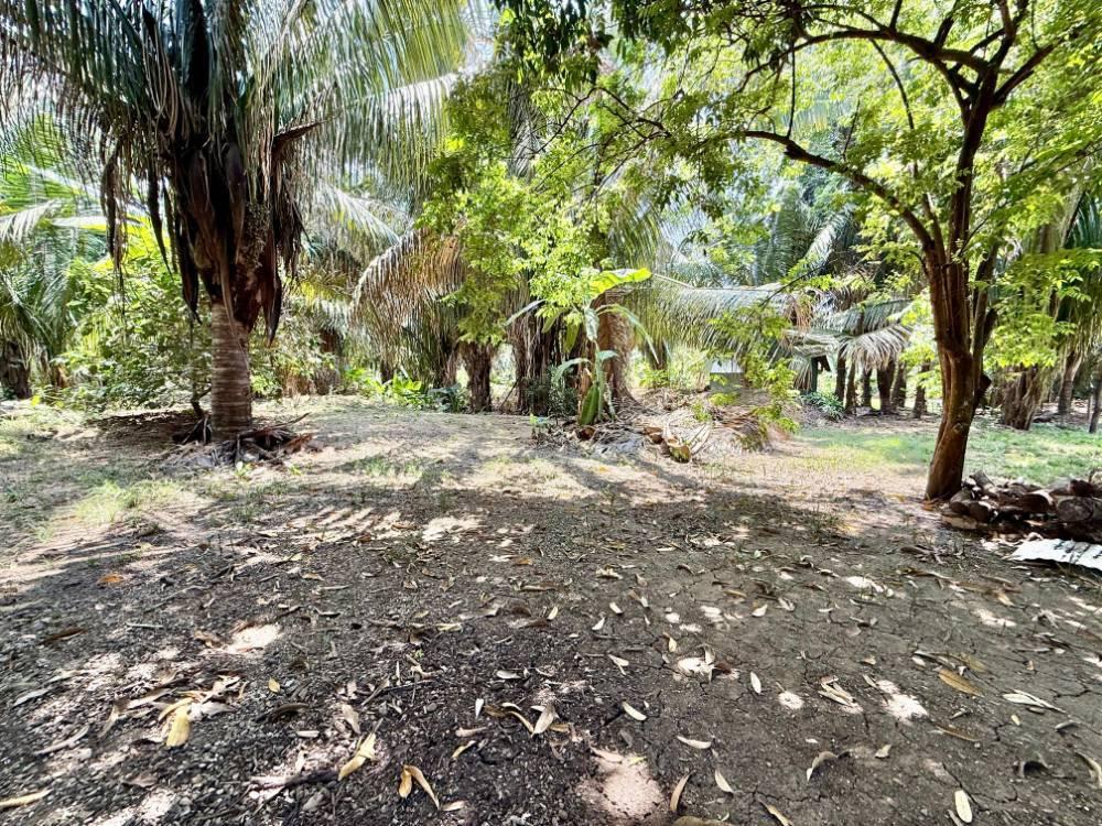 1.11 Acres of Mixed-Use Development Land for Sale — photo 5
