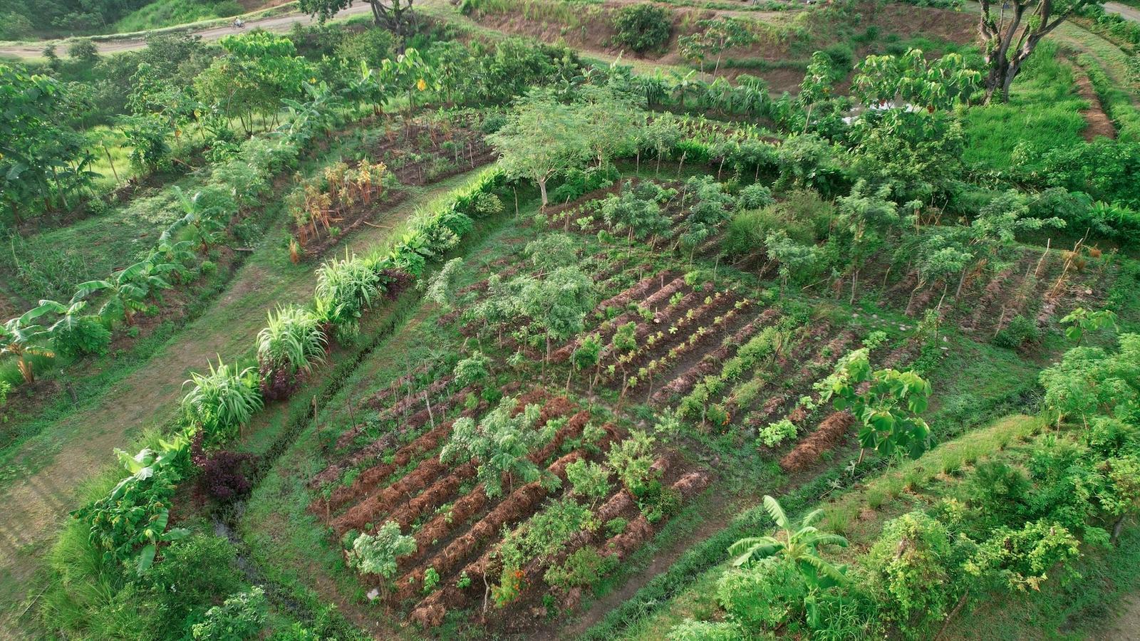 1.24 Acre Ocean-View Lot for Sale, The Ark, Santa Teresa, Costa Rica — photo 5