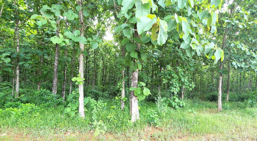 100 Acres of Fertile Farmland in Silk Grass — photo 3