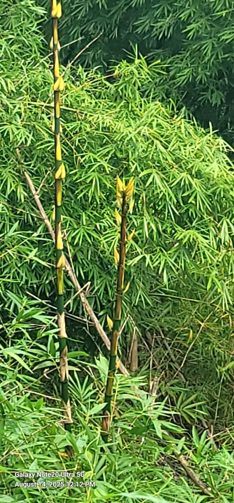 Thirty six Acres Agricultural land Teemul Trace Rio Claro — photo 2