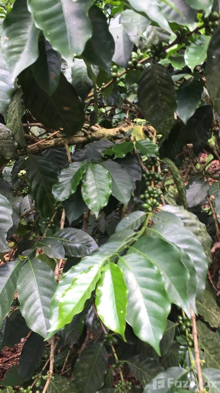 335 acres Coffee and Avocado Farm in Barahona — photo 3