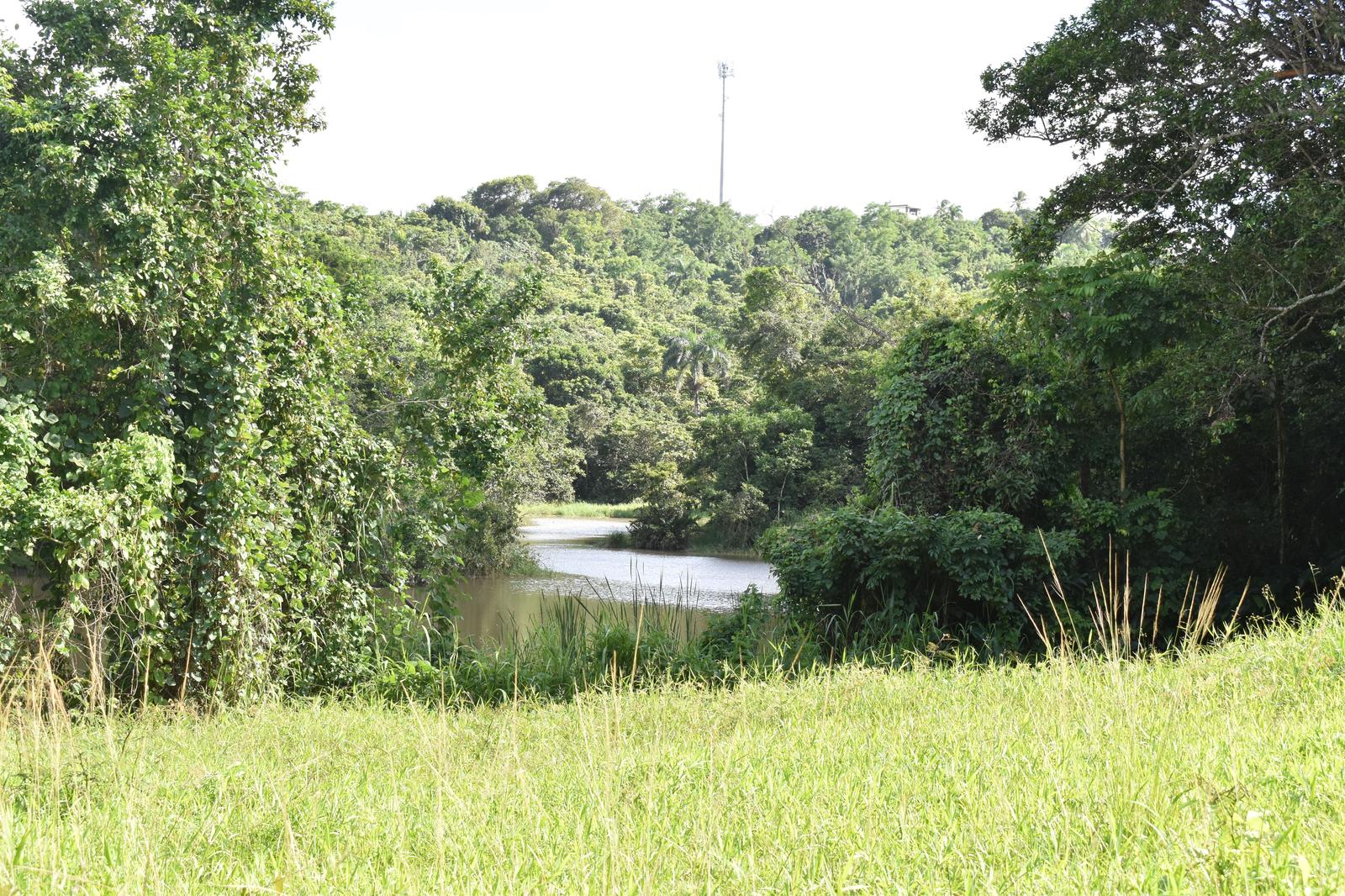 Canovanas, Cambalache Sector, 16.5 acres, near lake — photo 4