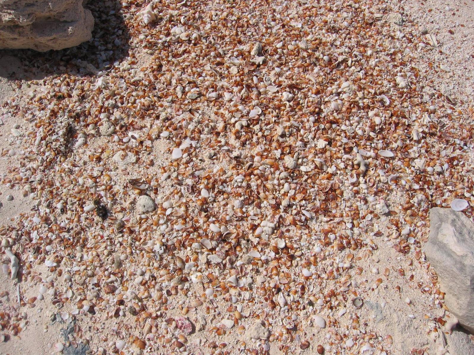 Beach Front Lot In Rum Cay — photo 5