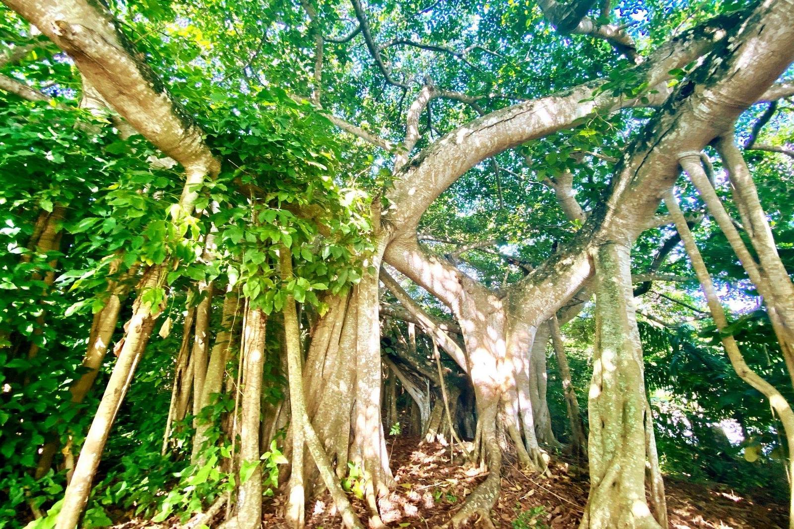 THATCH TREE HOUSE — photo 4
