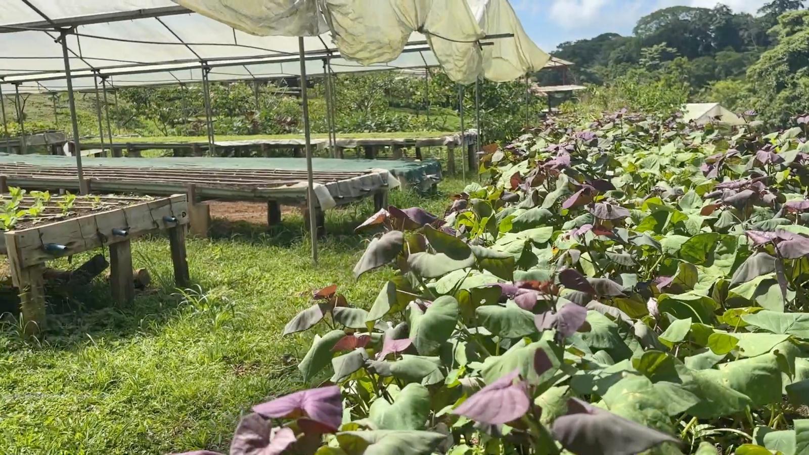 Organic Farm with Five Homes — photo 5