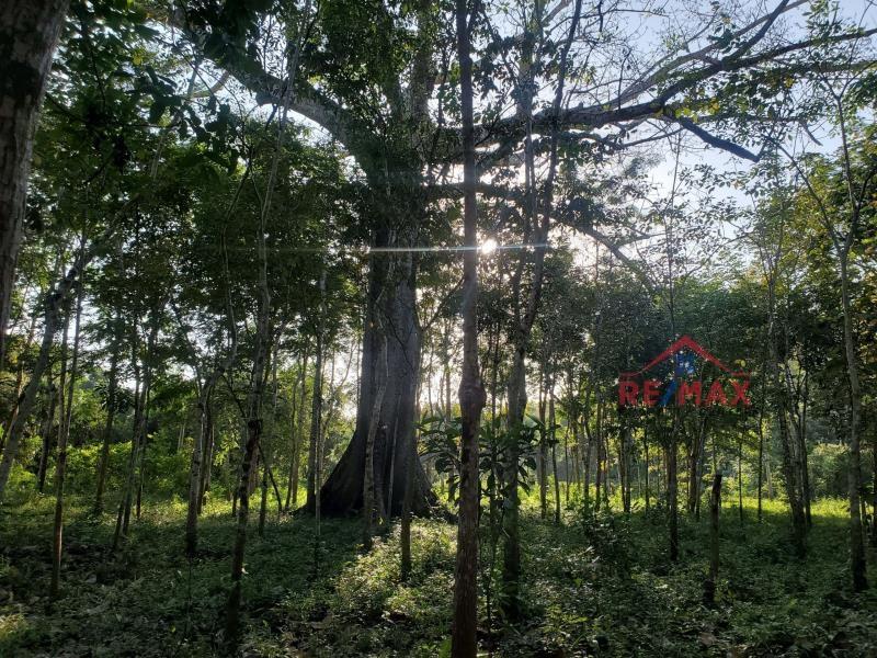 75 ACRE HARDWOOD TREE PLANTATION + 900 FT RIVER FRONTAGE - near SAN IGNACIO TOWN, CAYO, BELIZE — photo 5