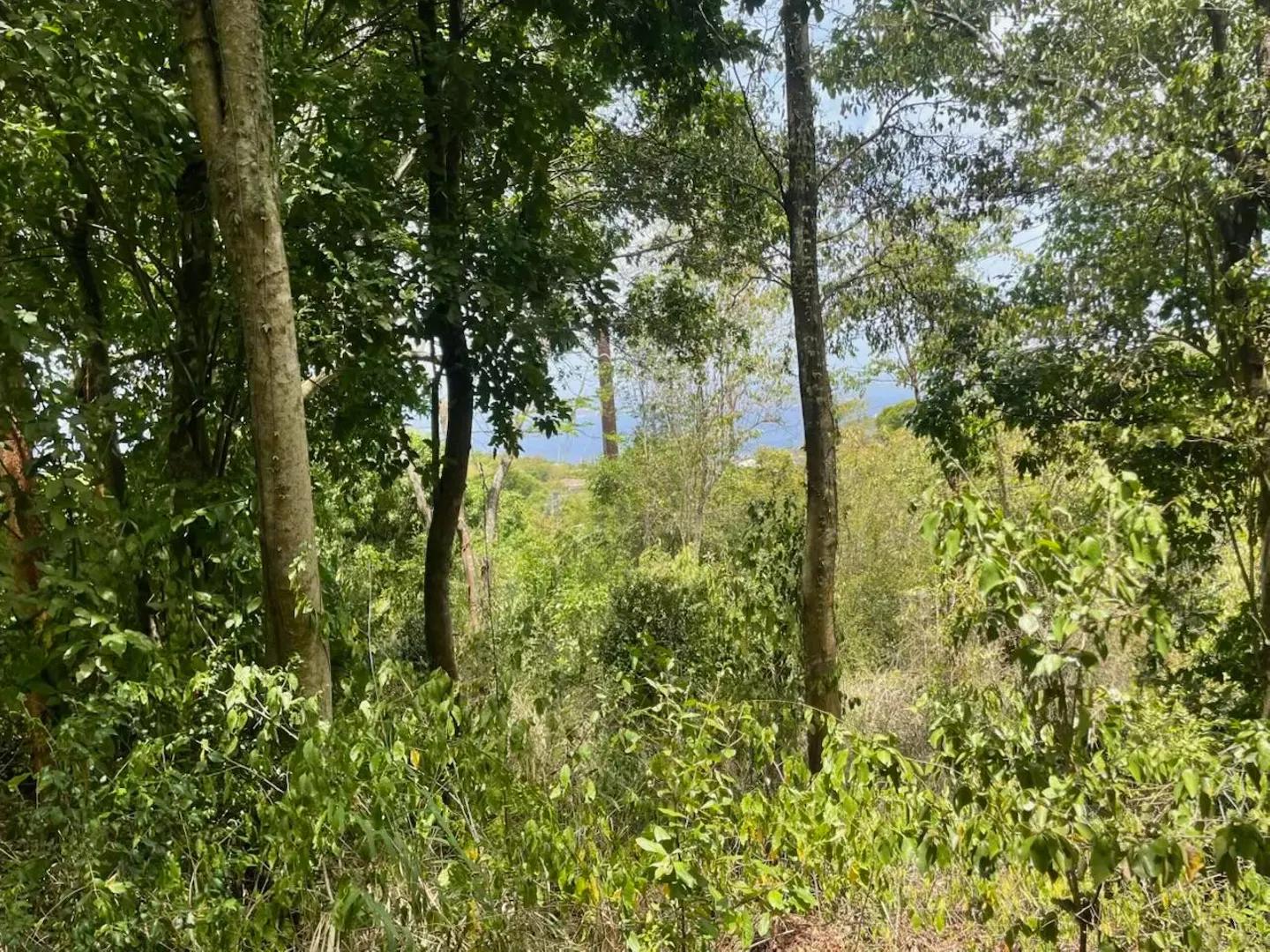 P Rem Gift & Regenback Land for Sale — photo 4