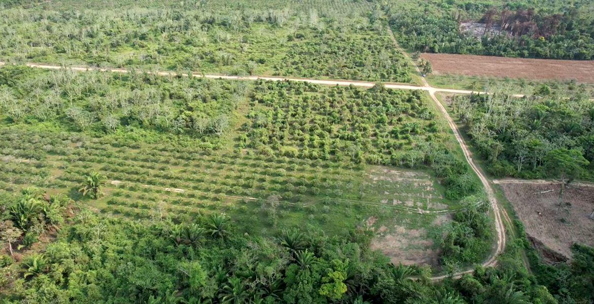 44 Acres Farmland for Sale in Belize — photo 2