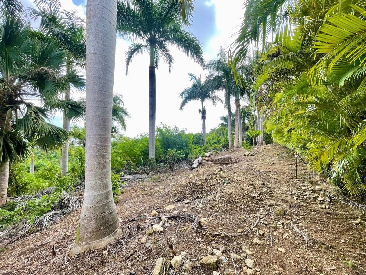 Exceptional Ocean View Land for Sale – Sosúa, Dominican Republic — photo 5
