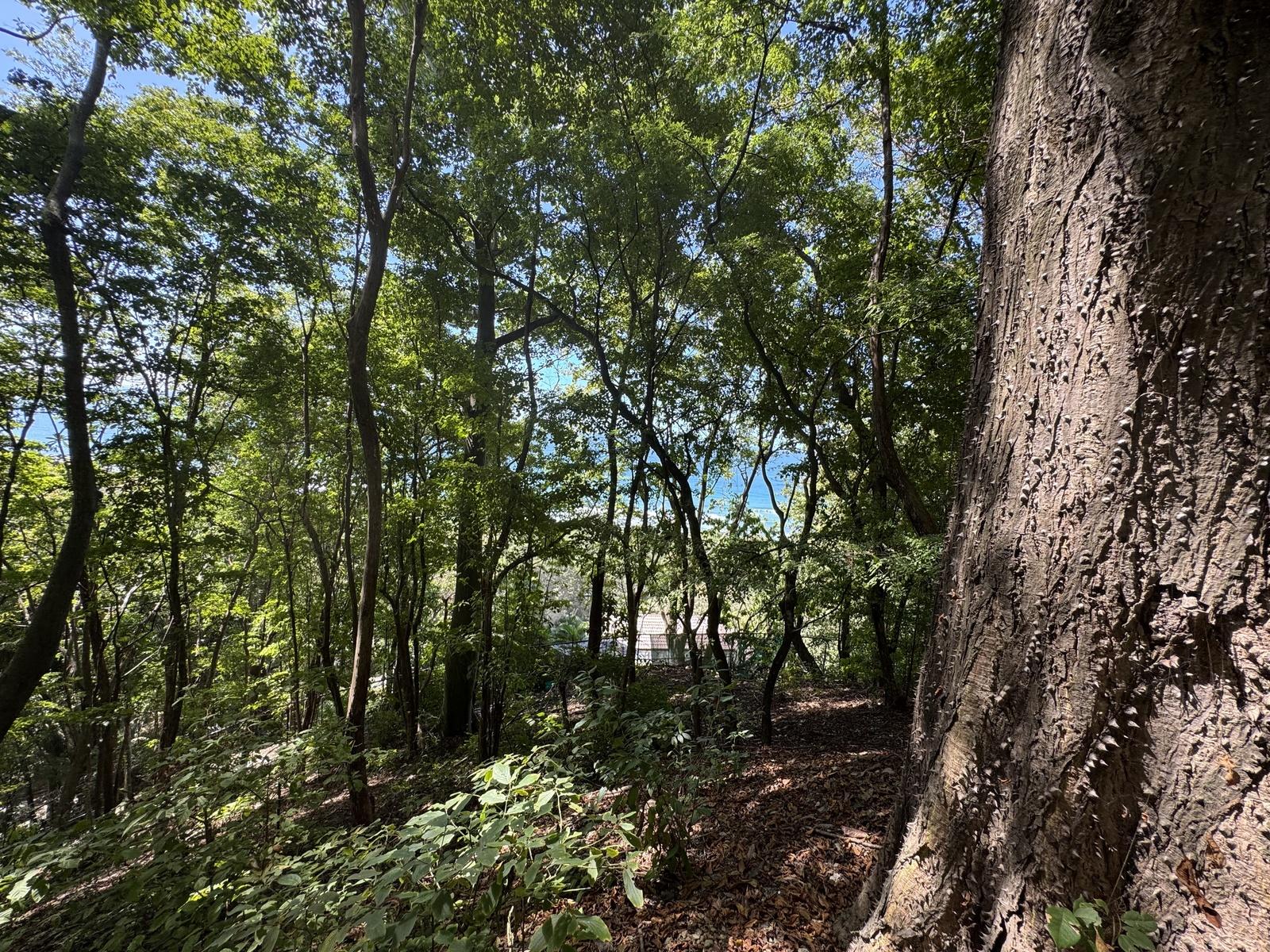 Commercial Ocean-View Land for Sale in Santa Teresa — photo 1