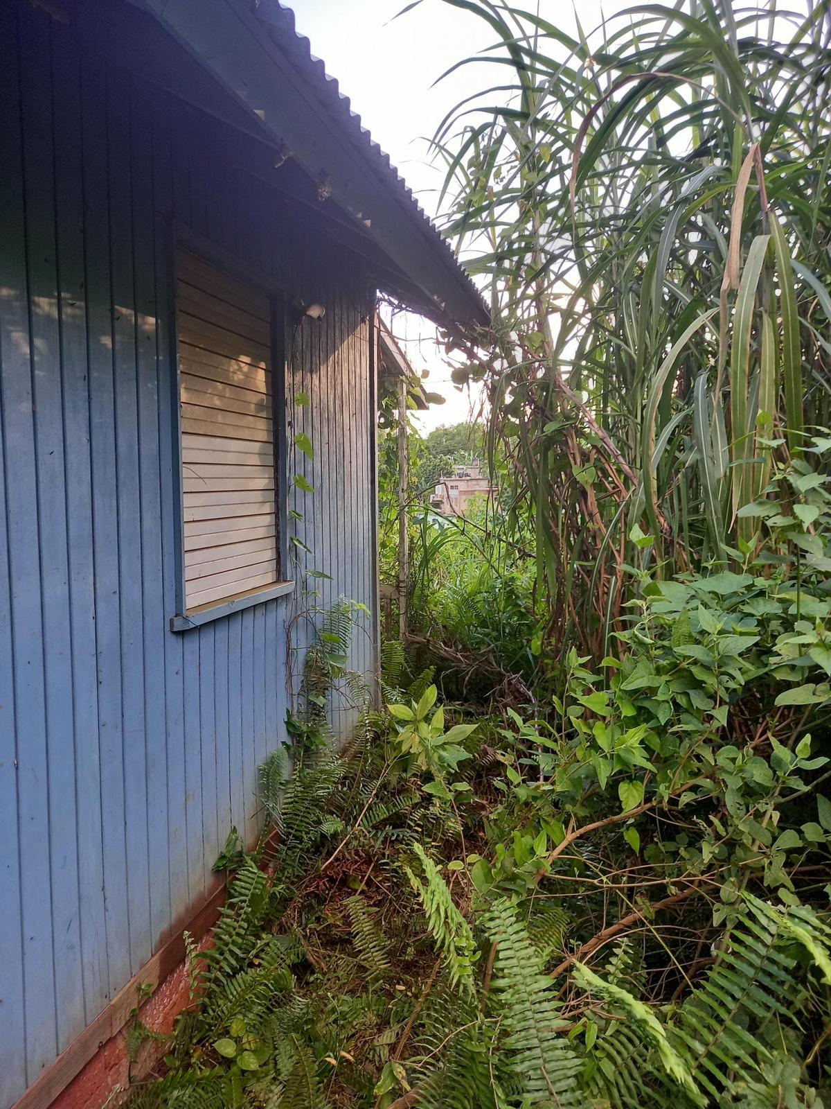 CEDAR VALLEY Kingston & St. Andrew Red Hills — photo 4