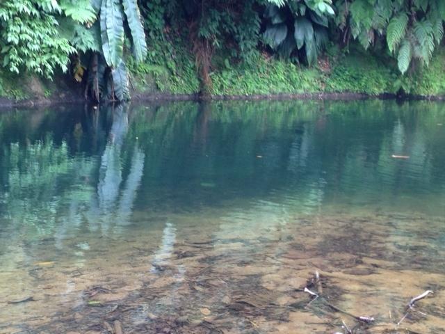 33 Acres of Farm Land for Sale, Central Dominica — photo 3