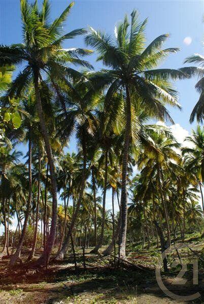 Exclusive Beachfront Lot for sale in La Boca, Sabaneta — photo 5