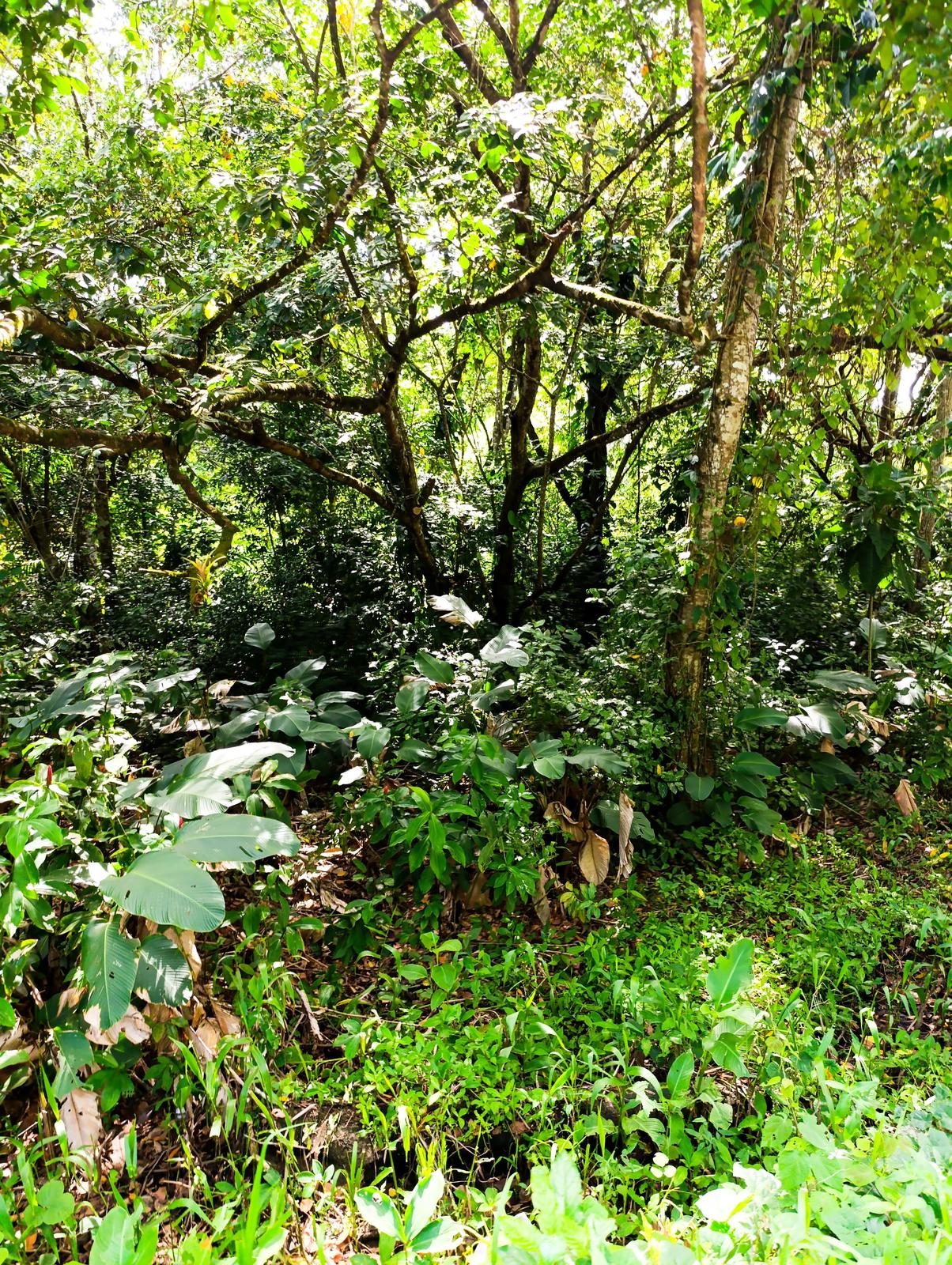 14 acres of raw land in Ecclesville, Rio Claro — photo 5