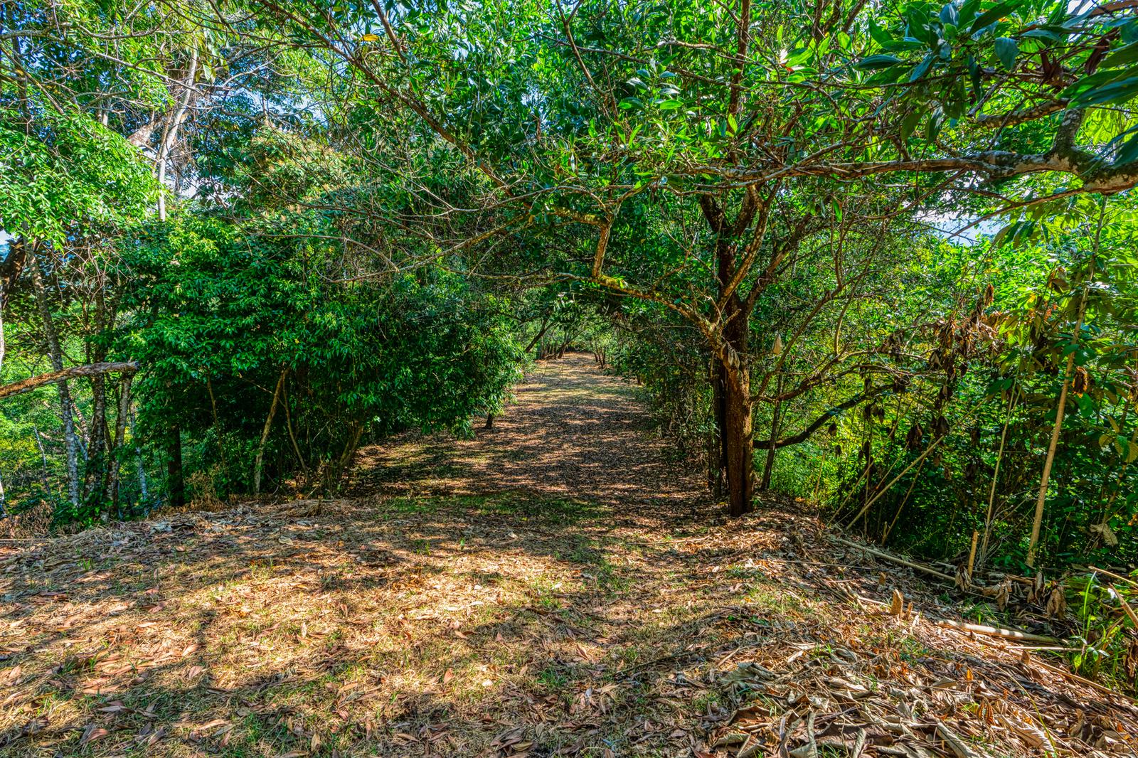 5.6 Acres of Ocean View Farm Land for Sale in Uvita, Costa Rica — photo 4