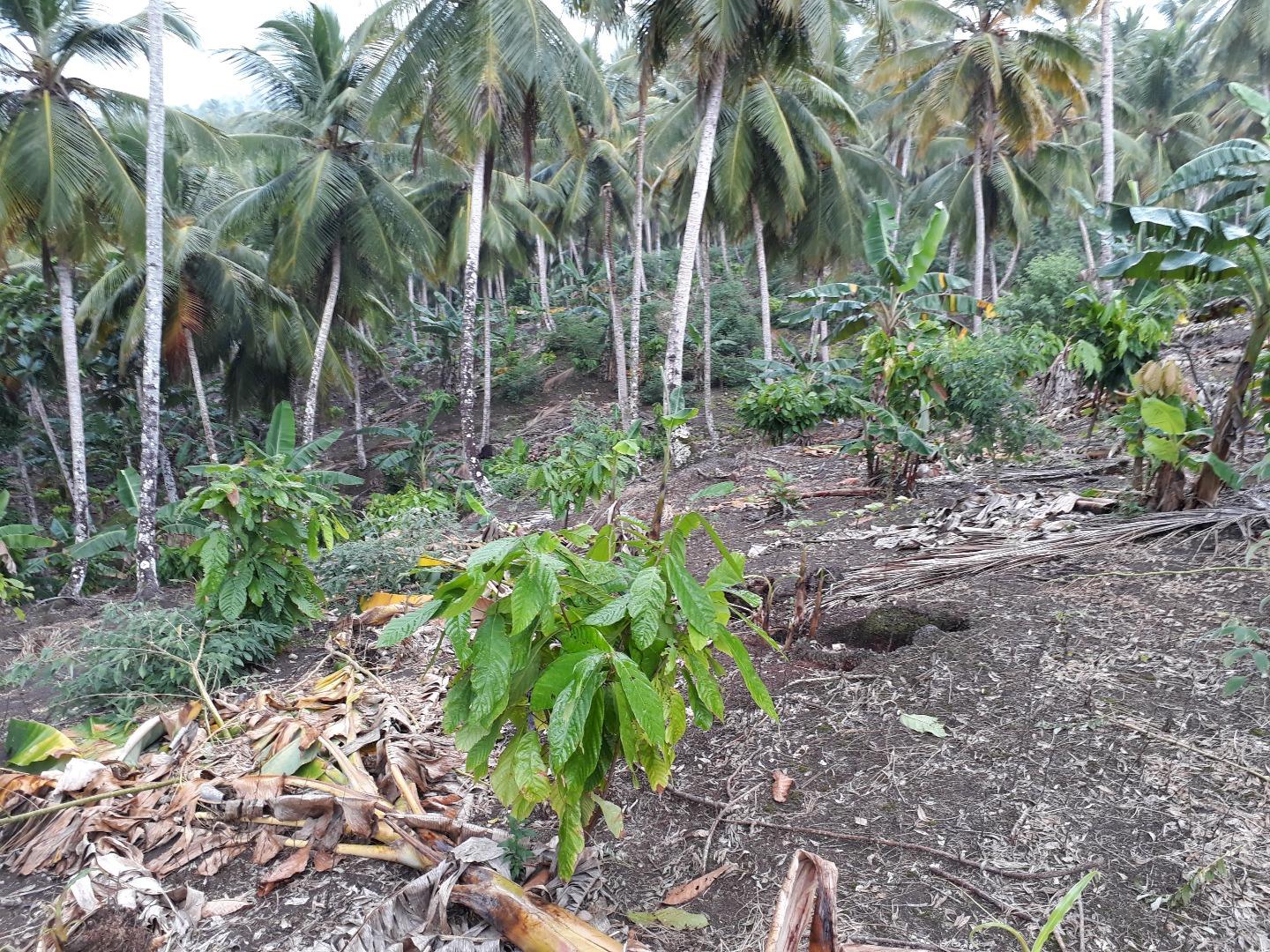 Coconut And Cocoa Farm — photo 4