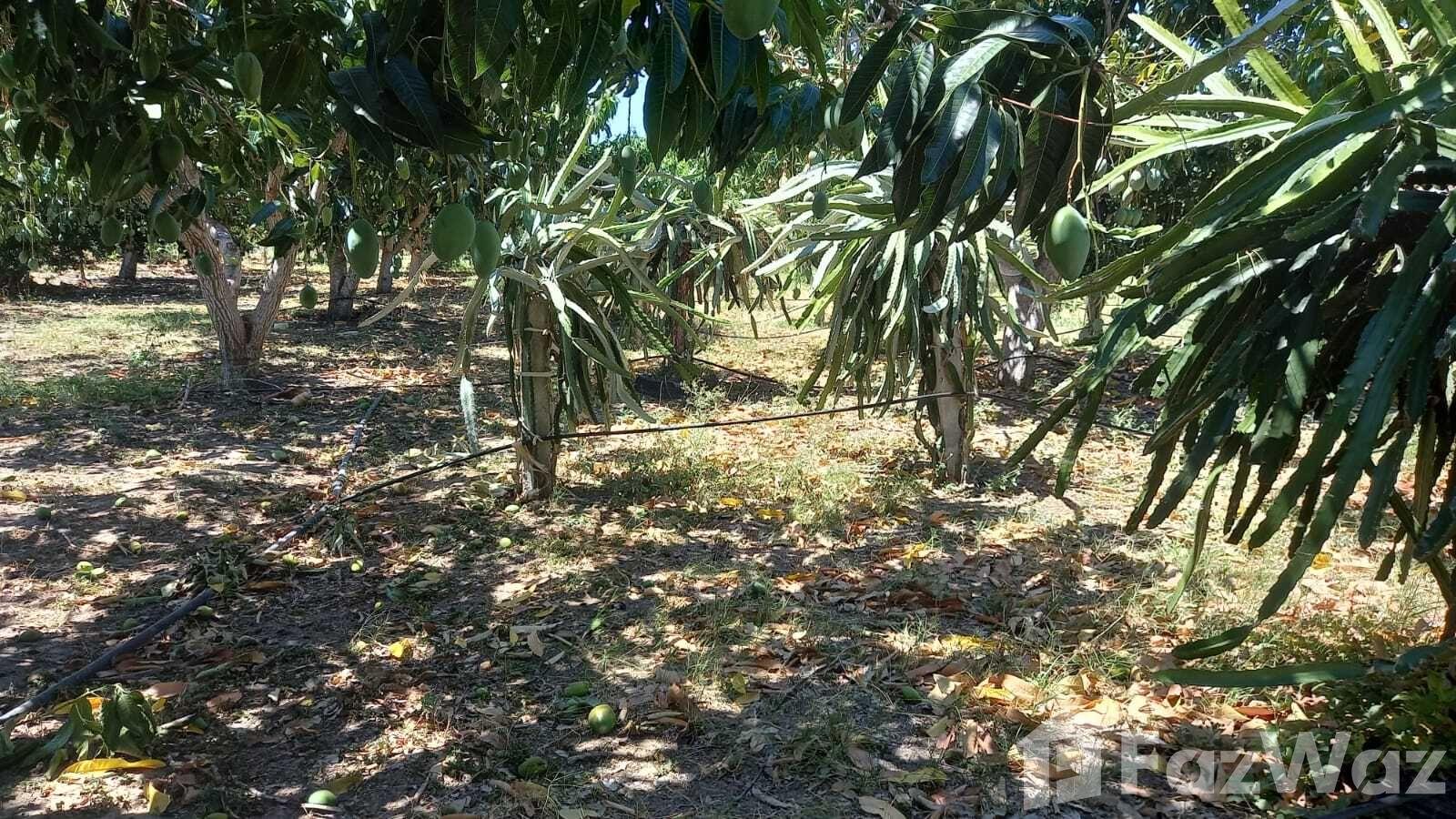 Palmar de Ocoa Estate Land for Sale in Azua De Compostela — photo 5